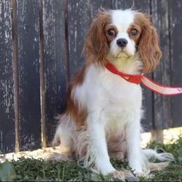 Arielle - Cavalier King Charles Spaniel