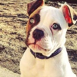 American Bulldogs from Best Buds American Bulldogs