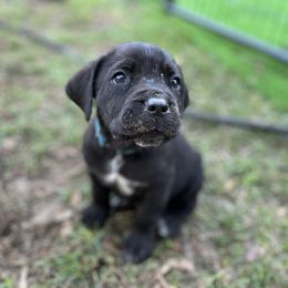 Cane Corso and Lowchen Puppies from High Royal Kennel