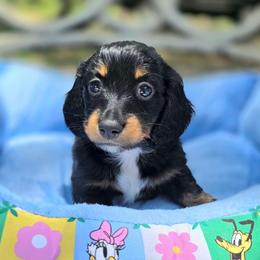 Kat - Black and tan female Dachshund puppy in Lady Lake, Florida from K Rae's Dachshunds