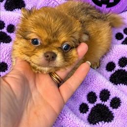 Frida - Chocolate sabled fawn female Chihuahua puppy in Kyle, Texas from joy of chihuahuas tx