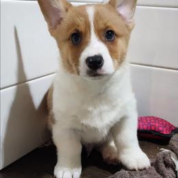 Latte - Red male Pembroke Welsh Corgi puppy in Pine Village, Indiana from NL Horsemanship