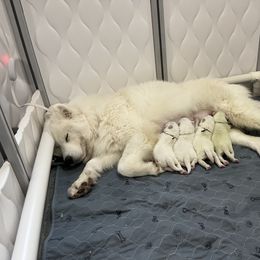 Samoyed Puppies from The Floof Brigade