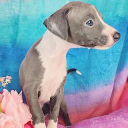 Kissy-Face - White and blue female Italian Greyhound puppy in Cadwell, Georgia from All The DoDa Day Italian Greyhounds
