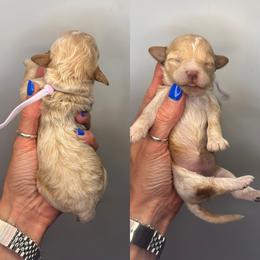 Snappy - Apricot female Goldendoodle puppy in Hot Springs, Arkansas from Hot Springs Kennels