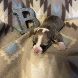 Bernie - Red male Pembroke Welsh Corgi puppy in Maupin, Oregon from Bailey Nannini