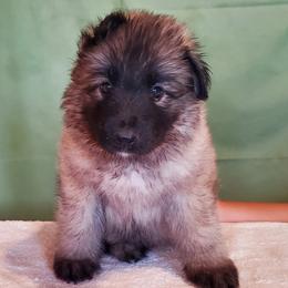Boy 2 - male Shiloh Shepherd puppy in Caneadea, New York from Strauss Haus Shepherds