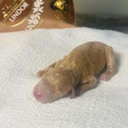 Dove - Apricot female Goldendoodle puppy in Livermore, Colorado from Heritage Hills Family Doodles