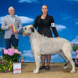 Noble - Irish Wolfhound