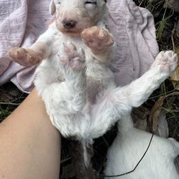 Chocolate Boy - Brown and white male Sheepadoodle puppy in Kissimmee, Florida from Sunflower Family Farms