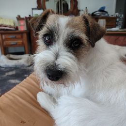 Gracie - Russell Terrier
