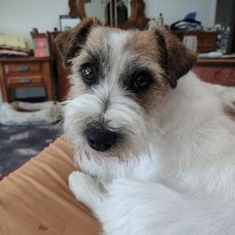 Gracie - Russell Terrier