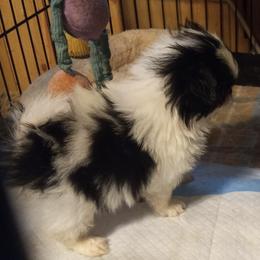 Chihuahua and Japanese Chin Puppies from Gift of Gods Favor