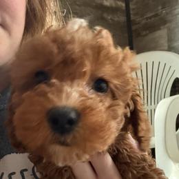 Jeremy - Red male Cavapoo puppy in Osseo, Michigan from Smiths Fluffy butts