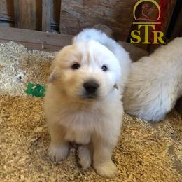Aussiedoodle, Colorado Mountain Dog, and Corgipoo Puppies from Stone Table Ranch/STR Just Doodle It
