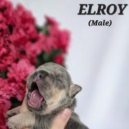 French Bulldog Puppies from True Joy French Bulldogs