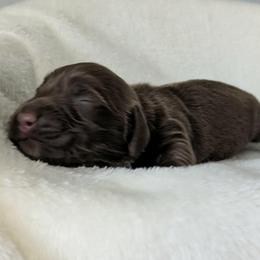 Almond - Chocolate female Dachshund puppy in Sonora, Kentucky from Maple Hill Miniature Dachshunds