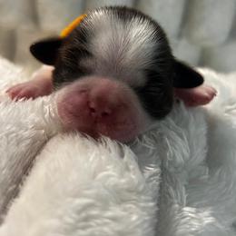 Coco - White female Shih Tzu puppy in Sebring, Florida from Amarilys ShihTzus & Poodles