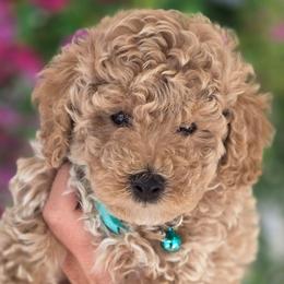 Baker - Apricot male Goldendoodle puppy in Vernon, Texas from Sugarland's Texas Goldendoodles