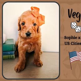 Vegas - Red  female Goldendoodle puppy in Hilton, New York from The House of Goldendoodle