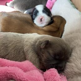 Tater tot - Brindle female Shih Tzu puppy in Wyoming, Michigan from Shih Tzu Shenanigans
