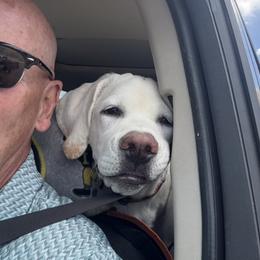 Labrador Retrievers from Bougie Labradors