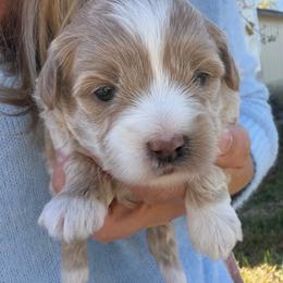 Princess - Parti female Maltipoo puppy in Charles City, Virginia from Historic triangle doodles Charles City, Virginia