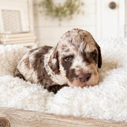 Teal Collar - Merle male Goldendoodle puppy in Christiana, Tennessee from Rechlicz Family Doodles