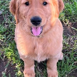 Bernedoodles, Goldendoodles, and Golden Retrievers from P&R Productions