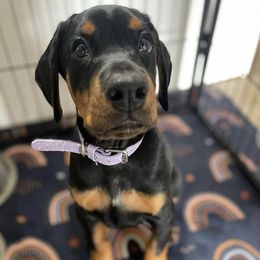 Doberman Pinscher Puppies from Hill Country Family Dobermans