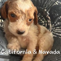 Light Blue - aka California - Nevada - Parti male Goldendoodle puppy in Eunice, Louisiana from Maison De Pawz