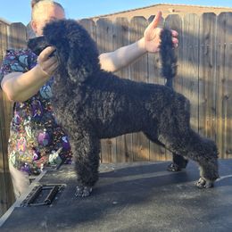 Tara - Black Poodle puppy in Patterson, California from Paterson Poodles