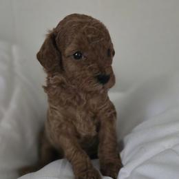 Fin - Red  male Poodle puppy in Lucedale, Mississippi from Simply Poodle