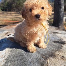 Anna, Yellow Girl - Red female Bernedoodle puppy in Lafayette, Alabama from Williams Lake Doodles
