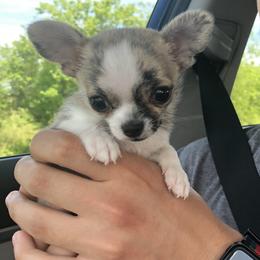 Chihuahua Puppies from Strawberry River Kennel
