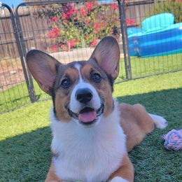 Ms Heda - Sable female Pembroke Welsh Corgi puppy in Lompoc, California from Point Conception Corgis