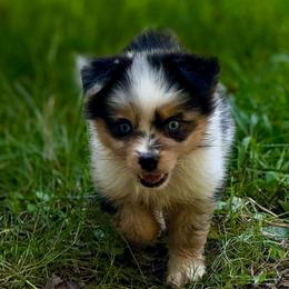 BoPeep - Blue merle female Miniature Australian Shepherd puppy in Patterson, North Carolina from DreamLine Aussies