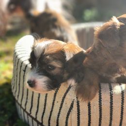 Chinese Crested Puppies from Charming Cresteds Kennel