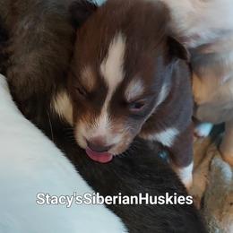 Boy 1 - Red and white male Siberian Husky puppy in Savannah, Georgia from Stacy's Siberian Huskies