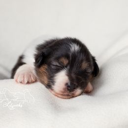 Australian Shepherd Puppies from Lilyoaks Australian Shepherds
