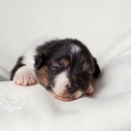 Australian Shepherd Puppies from Lilyoaks Australian Shepherds