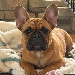 Black and Tan - Black and tan male French Bulldog puppy in Amory, Mississippi from Brickyard Bulldogs