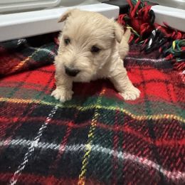 Crackle - Wheaten female Scottish Terrier puppy in Bristol, Virginia from Schrute Farms Canine Clan