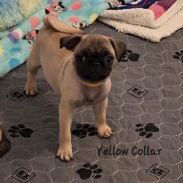 Charlotte- Yellow Collar - Fawn female Pug puppy in Olin, North Carolina from Piggy Pugs