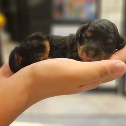 Rooster - Tri-color male Cavapoo puppy in Glendale, Arizona from Cool Cavapoos