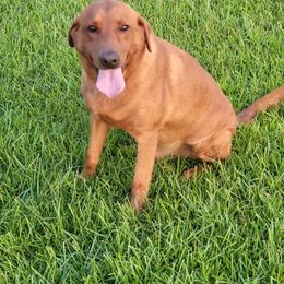 Ridley - Labrador Retriever