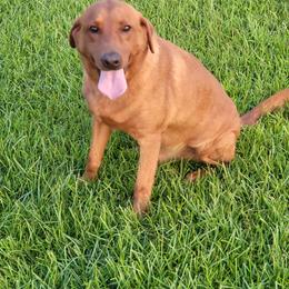Ridley - Labrador Retriever