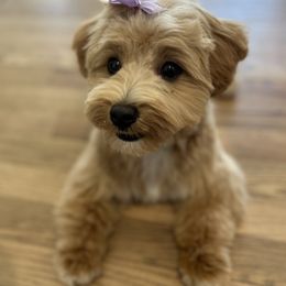 Havanese All Grown Up from Harbor Of Hope Havanese