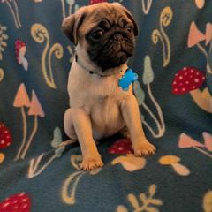 Pug Puppies from Lisa's Pugalicious Pugs