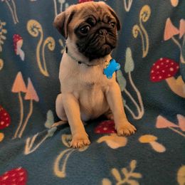 Pug Puppies from Lisa's Pugalicious Pugs